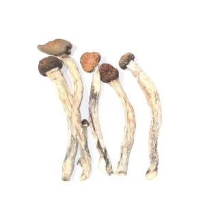 Psilocybe Tampanensis Mushrooms Picture