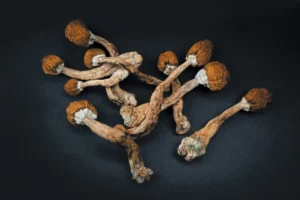 where to buy psilocybin mushrooms