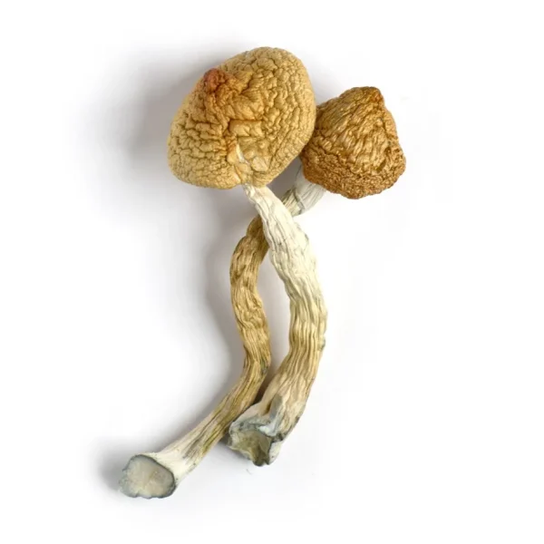 dried golden teacher mushroom