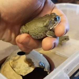 Colorado River Toad For Sale