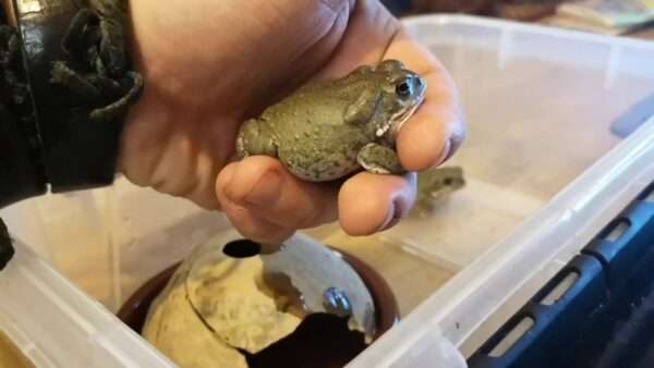 Colorado River Toad For Sale