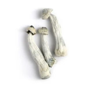 ape albino penis envy mushroom