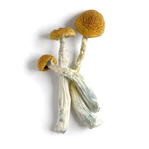 psilocybe amazonian mushrooms