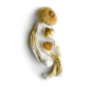 big mex mushrooms