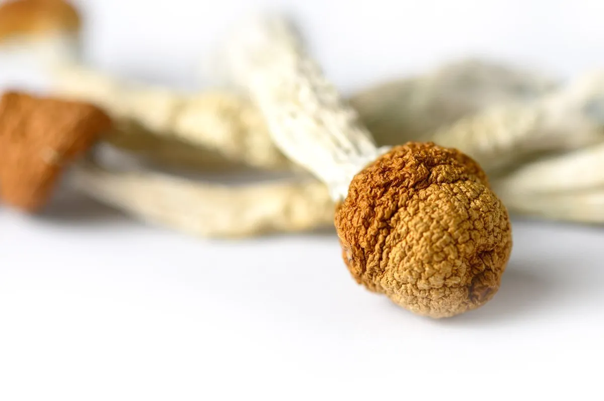 brazilian mushroom