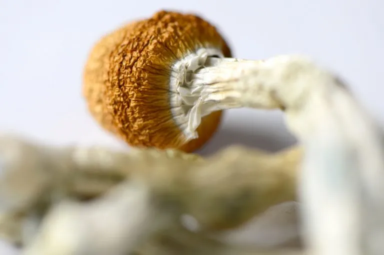 brazilian mushroom