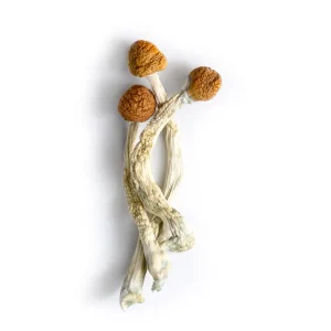 brazilian mushroom