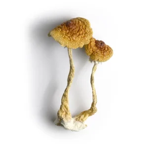 cambodian mushroom