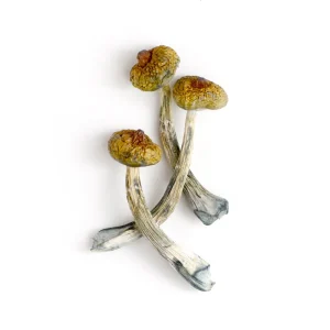 costa rican mushroom