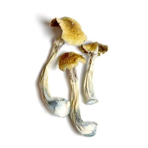 ecuadorian mushroom