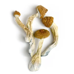 gold member mushroom