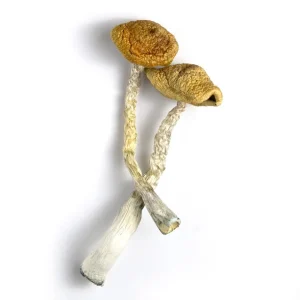 golden emperor mushroom