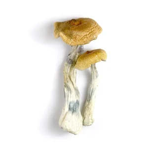 golden mammoth mushroom