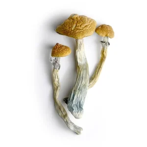 hillbilly mushrooms