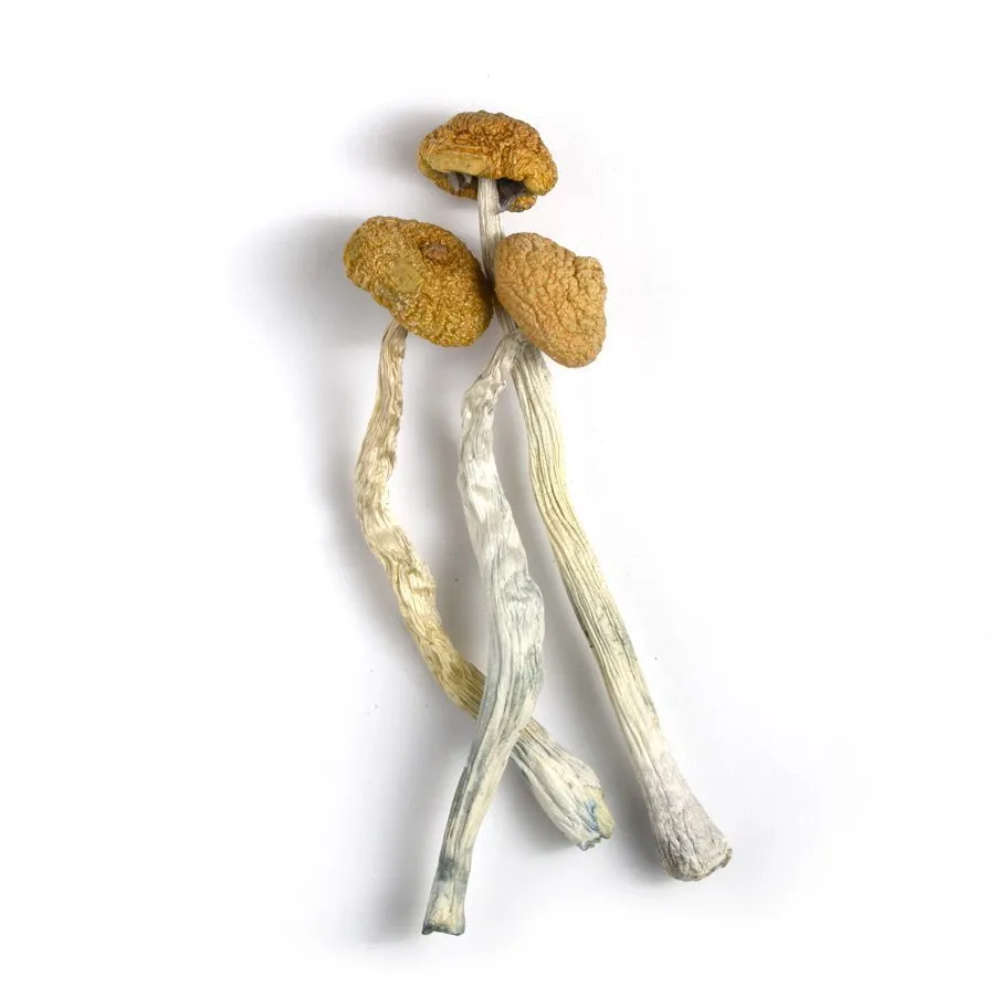 malabar mushroom