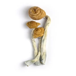 mazatepec mushrooms