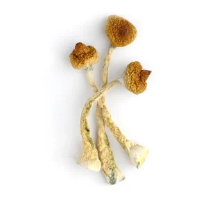 mckennaii mushroom