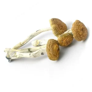 psilocybe aztecorum mushroom