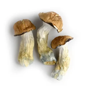 tidal wave mushroom
