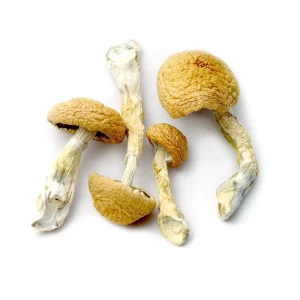 transkei mushroom