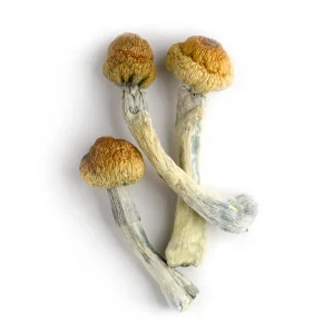 trinity mushrooms