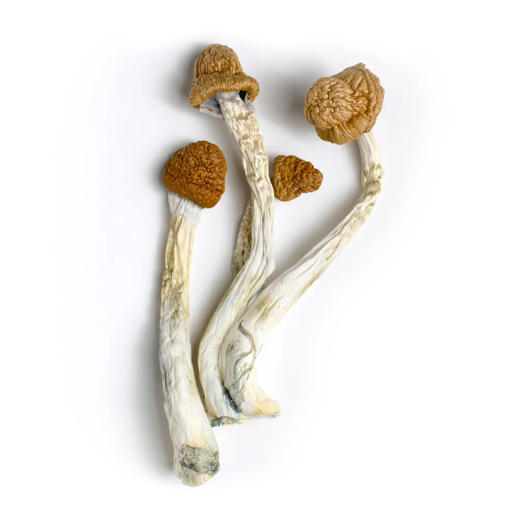 wollongong mushroom