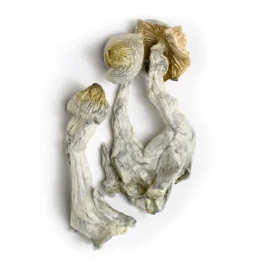 yellow umbo mushroom