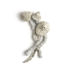 avery’s albino mushroom