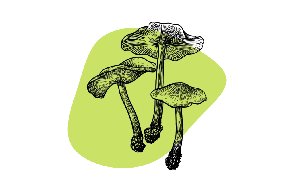 Buy psychedelics online - magic mushrooms blog post cover