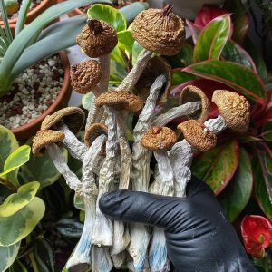 Buy psychedelics online-buy magic mushrooms
