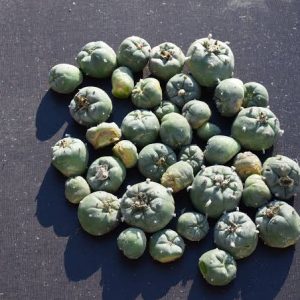 mescaline peyote cactus