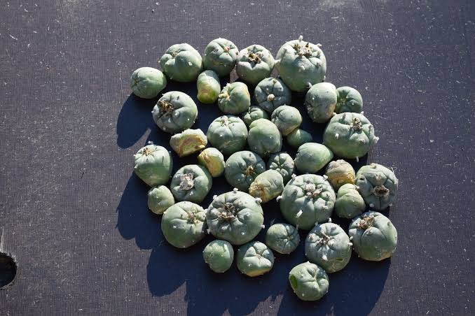 mescaline peyote cactus