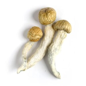 Buy psychedelics online-Buy Penis Envy Mushroom