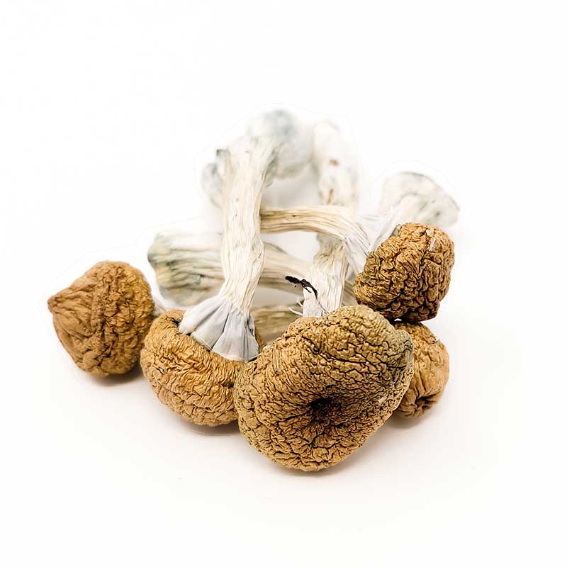 psilocybe azurescens mushroom