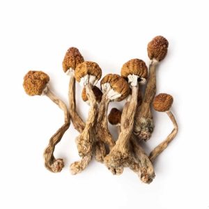 psilocybe cubensis mushroom
