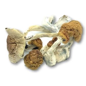psilocybe mexicana mushroom