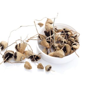 psilocybe semilanceata mushroom (liberty cap)