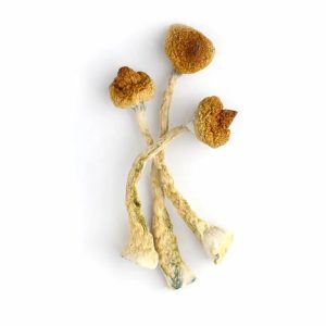 psilocybe tampanensis mushroom