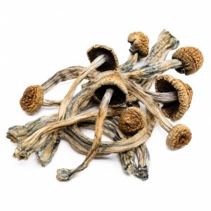 psilocybe stametsii mushroom
